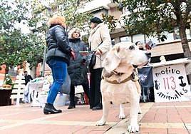 Un perro pasea por el mercadillo navideño.