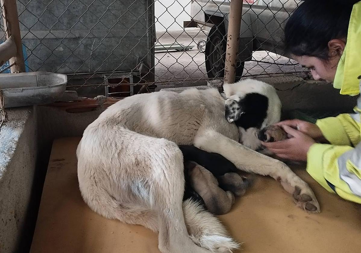 La perra Luna, junto a sus cachorros, en la nave municipal donde se ha recogido a los animales.