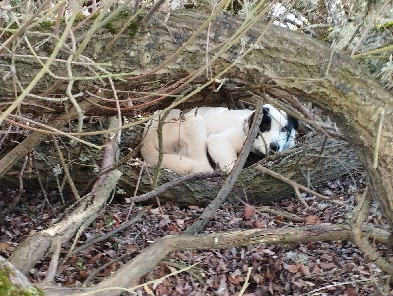 La mastina y sus ocho cachorros de Aguilar de Campoo