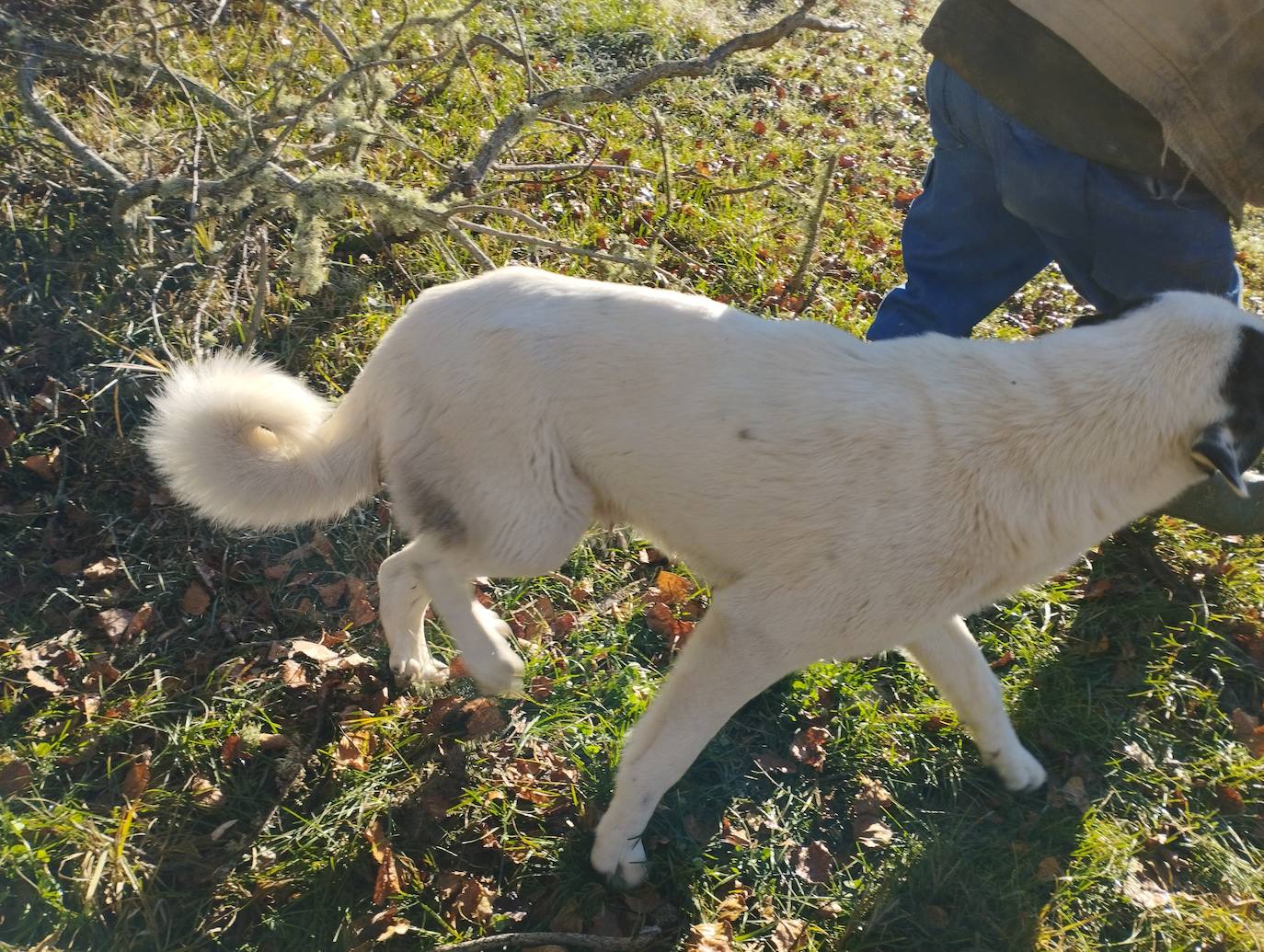 La mastina y sus ocho cachorros de Aguilar de Campoo