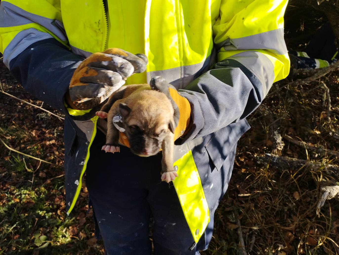 La mastina y sus ocho cachorros de Aguilar de Campoo
