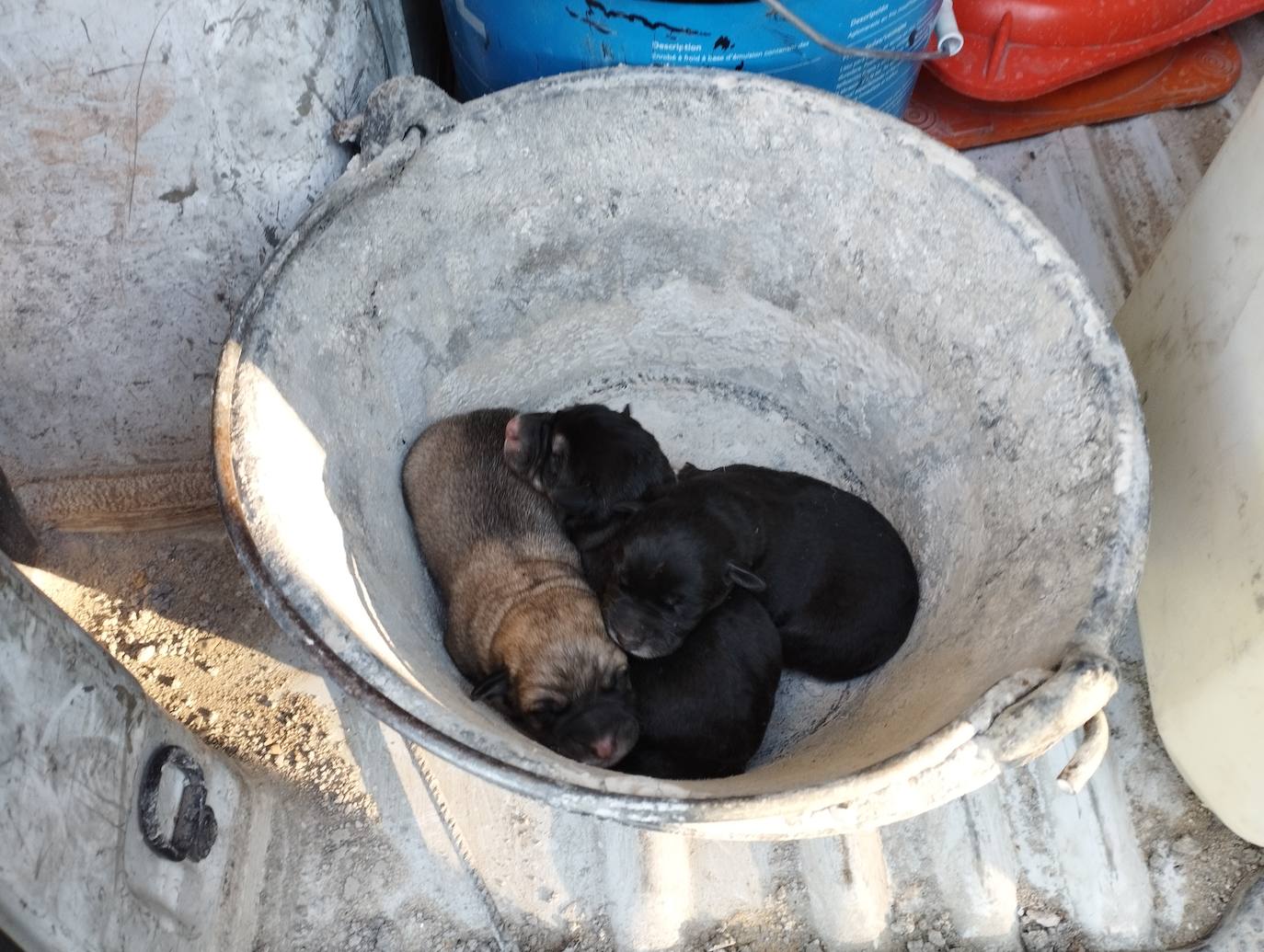 La mastina y sus ocho cachorros de Aguilar de Campoo