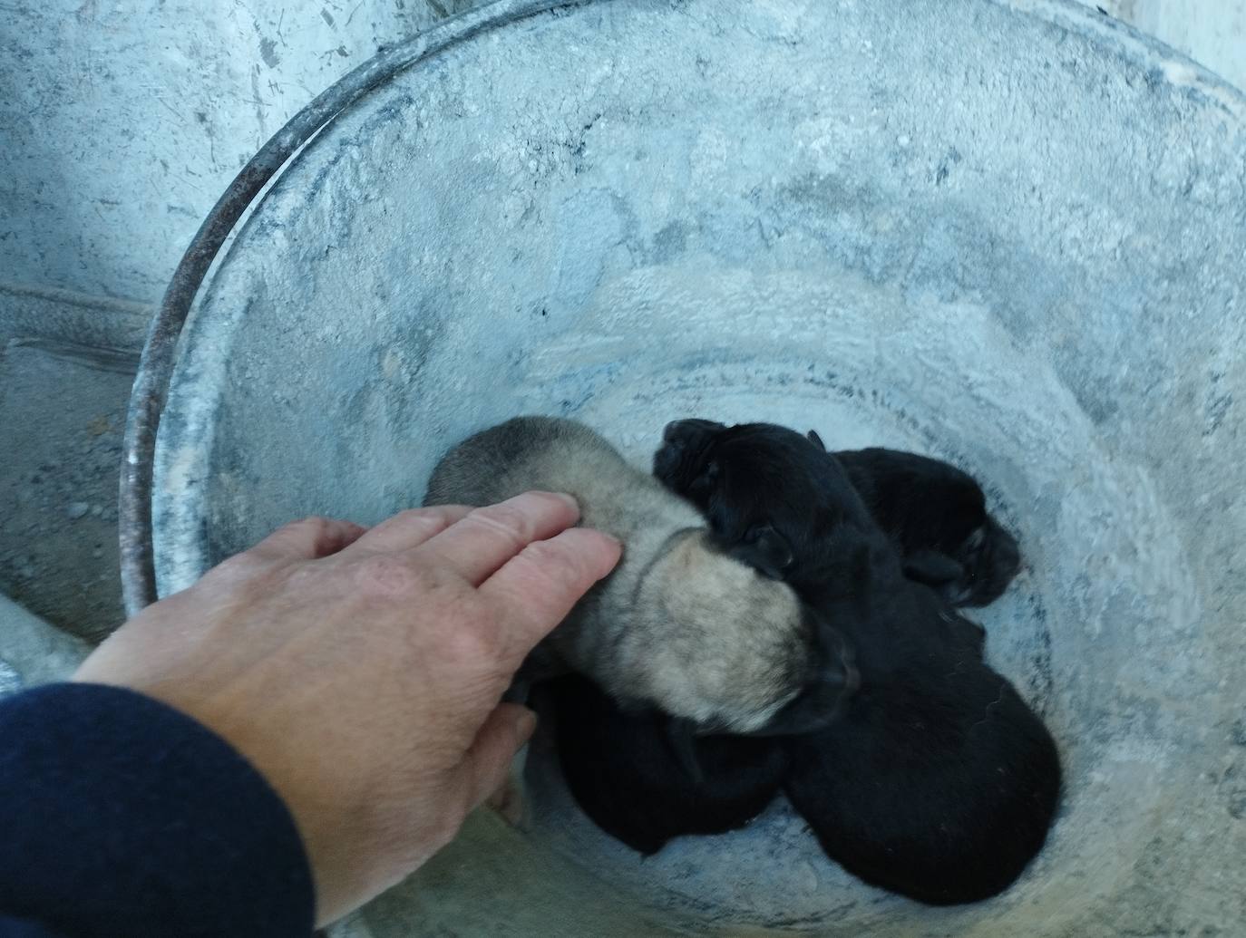 La mastina y sus ocho cachorros de Aguilar de Campoo