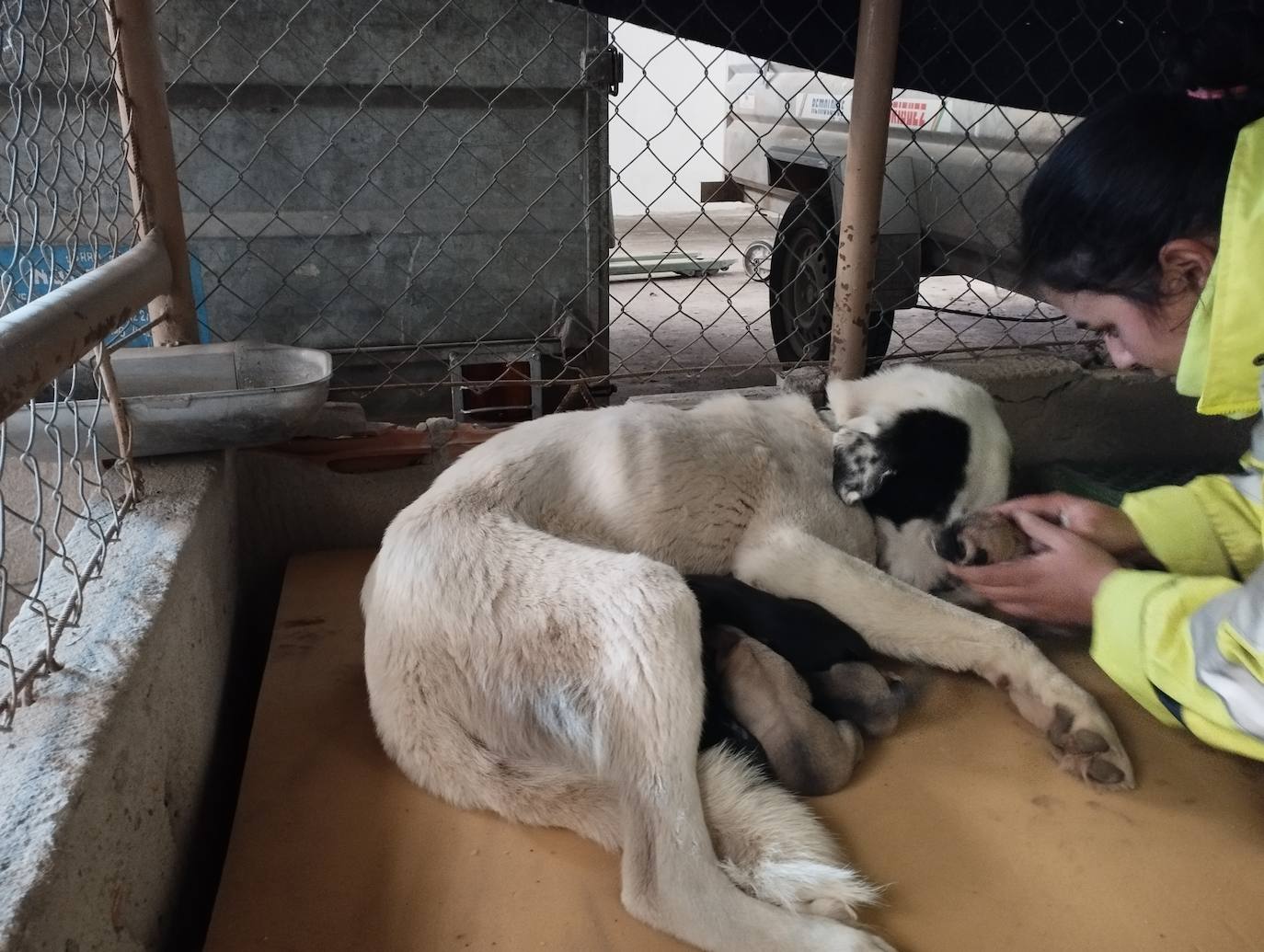 La mastina y sus ocho cachorros de Aguilar de Campoo