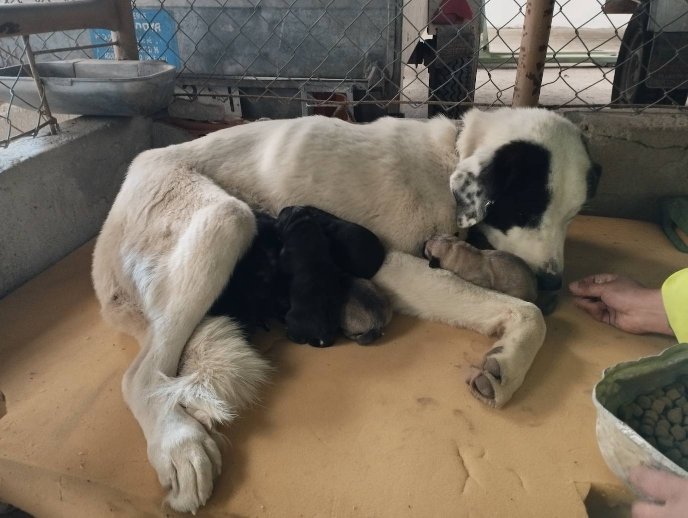 La mastina y sus ocho cachorros de Aguilar de Campoo