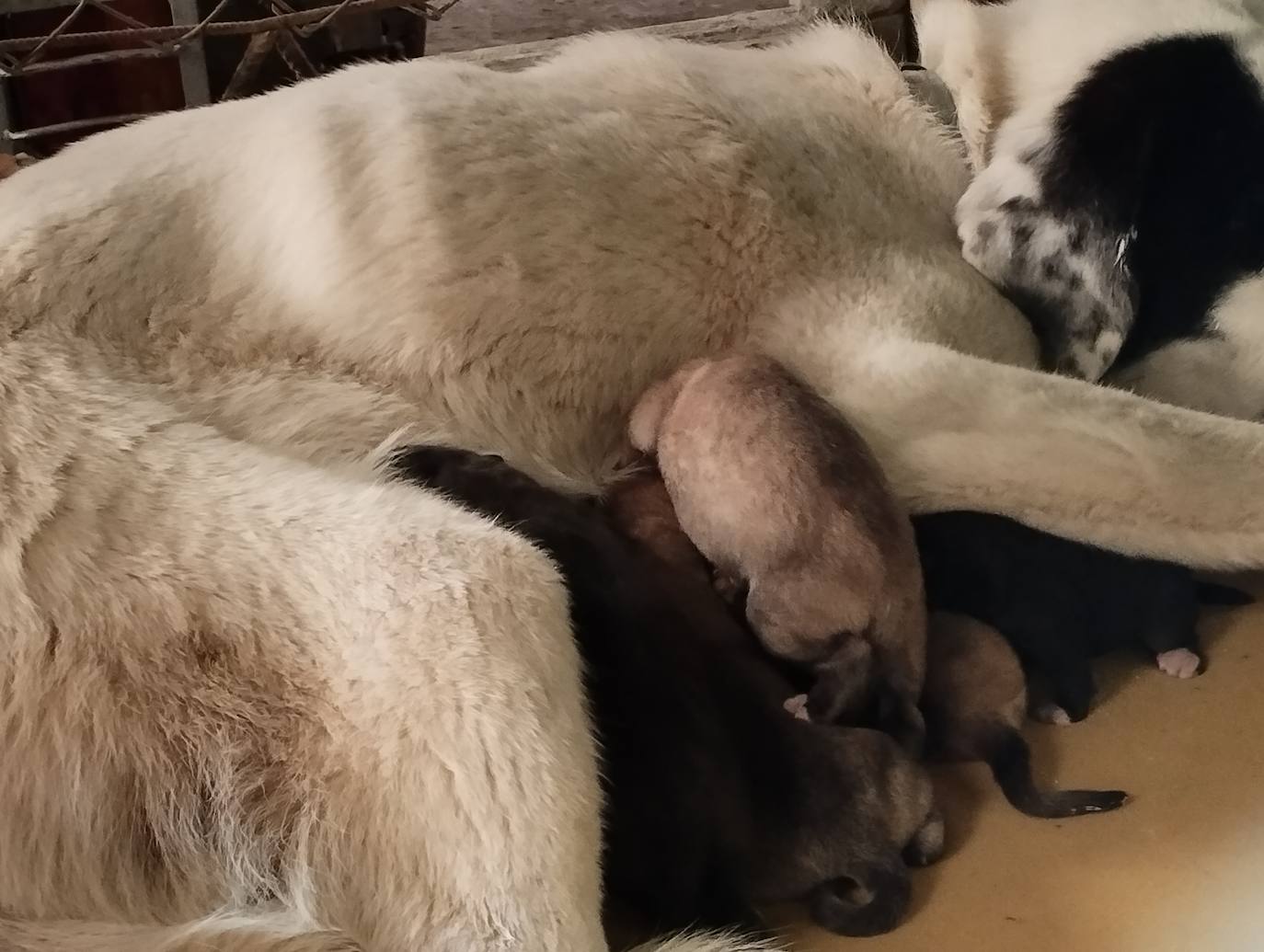 La mastina y sus ocho cachorros de Aguilar de Campoo