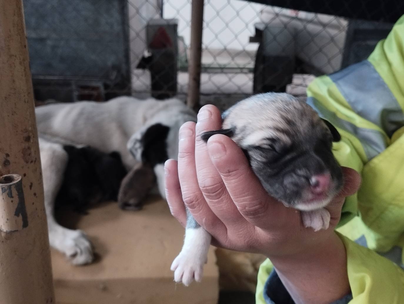 La mastina y sus ocho cachorros de Aguilar de Campoo