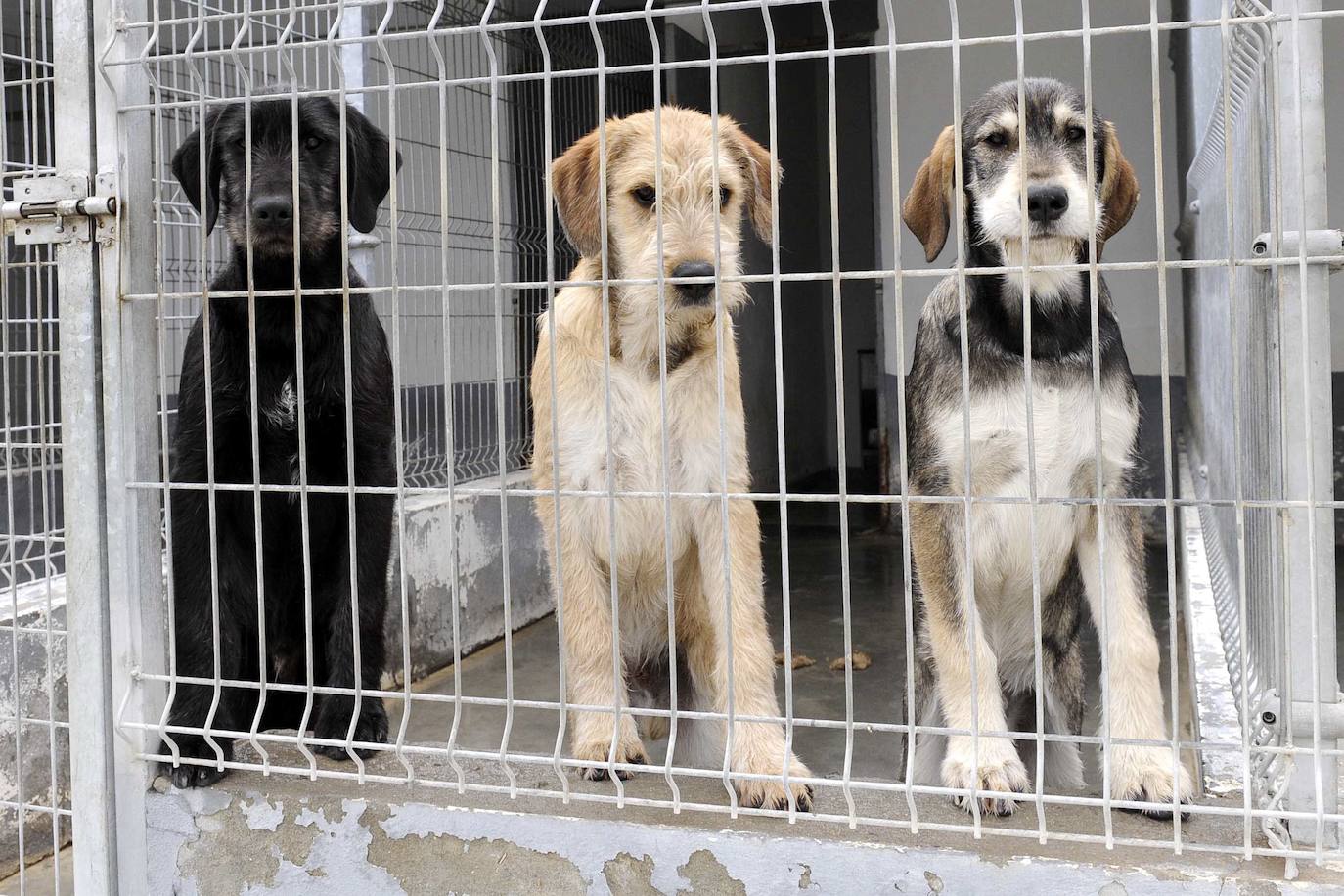 Tres perros en el depósito canino de Valladolid.