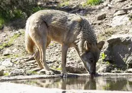 Un lobo bebe en una charca.