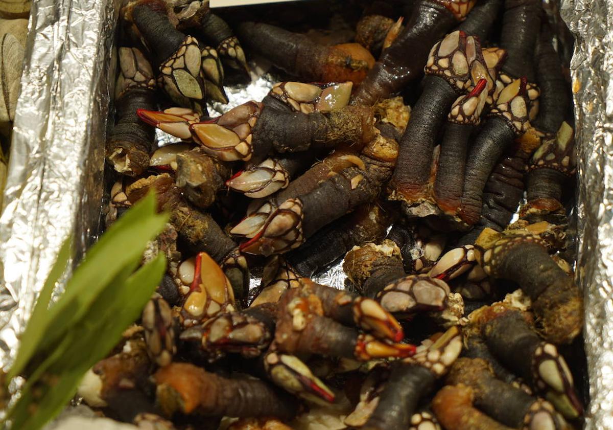 Imagen principal - Marisco y pescado para estas navidades en el Mercado del Val.