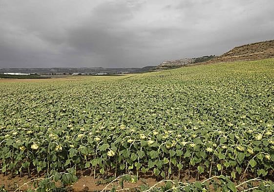 Parcela de girasol en la provincia de Valladolid.
