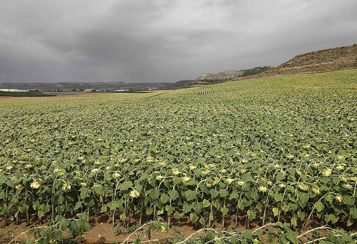 Parcela de girasol en la provincia de Valladolid.
