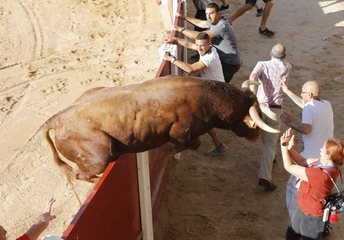 El 'susto' en la capea de Peñafiel, en agosto.