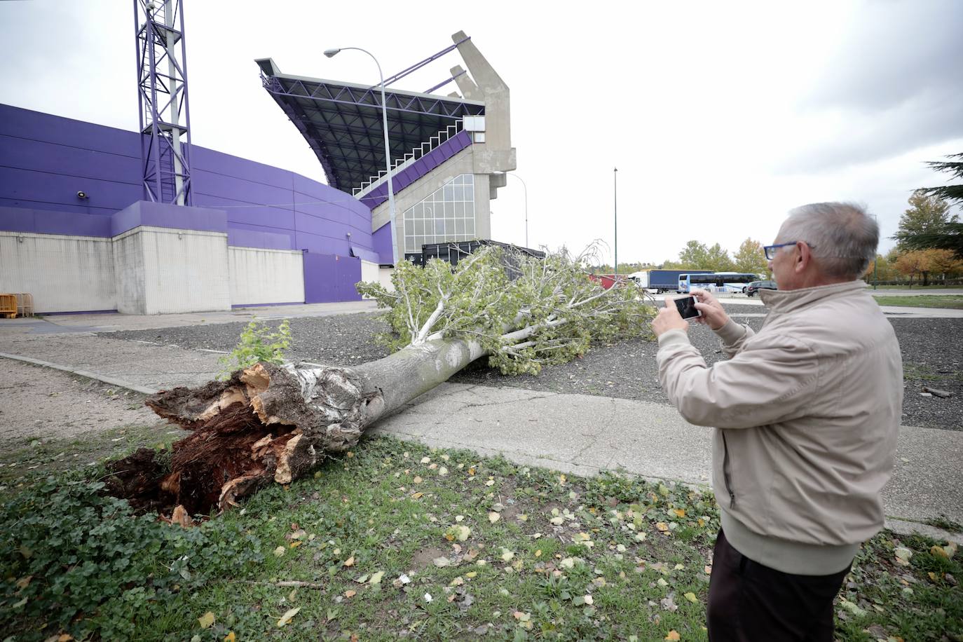 Temporal Ciarán. Un árbol derribado por el viento junto al estadio José Zorrilla. El 2 de noviembre los servicios de emergencias de Castilla y León intervinieron en 450 incidencias relacionadas con la meteorología.