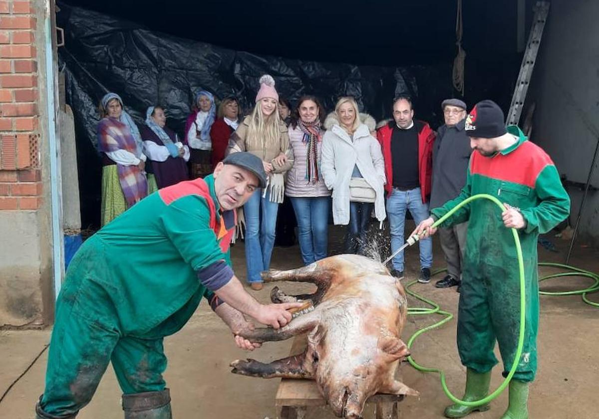 Limpieza del cerdo antes de comenzar el destazado.