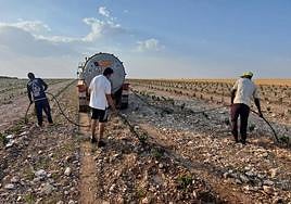 Varios trabajadores riegan con cisterna un viñedo recién plantado en la localidad burgalesa de Moradillo de Roa.
