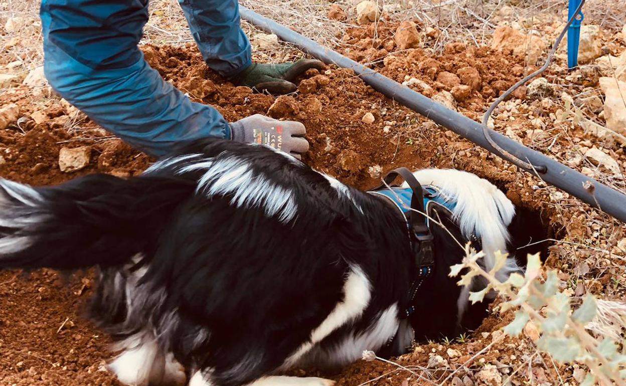 Un truficultor junto a su perro que escarba para extraer el producto. 