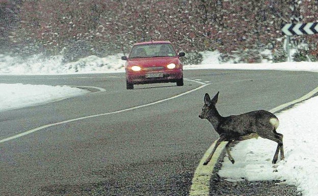 Un corzo comienza a cruzar una carretera de Segovia cuando se aproxima un coche.