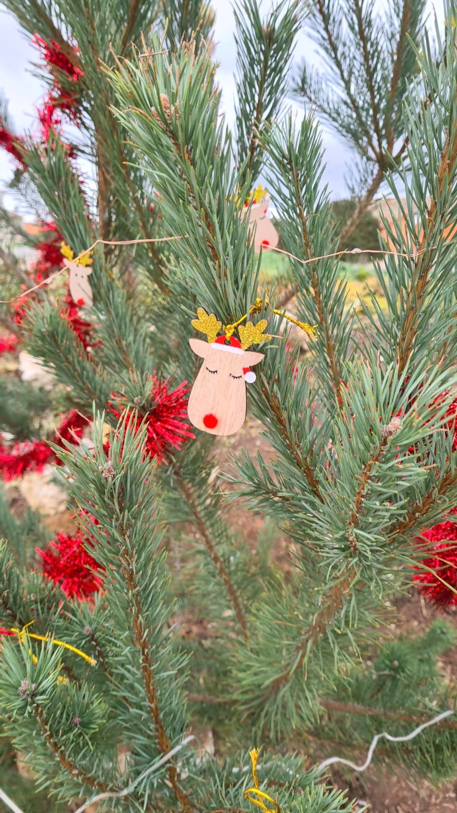 Cordovilla la Real ha brillado durante la Navidad con una esmerada decoración de árboles navideños