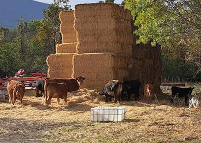 Imagen secundaria 1 - En grande, vacas sueltas por la carretera. Abajo a la izquierda, rebaño en la finca de Santiuste. A la derecha, un burro con una herida. 