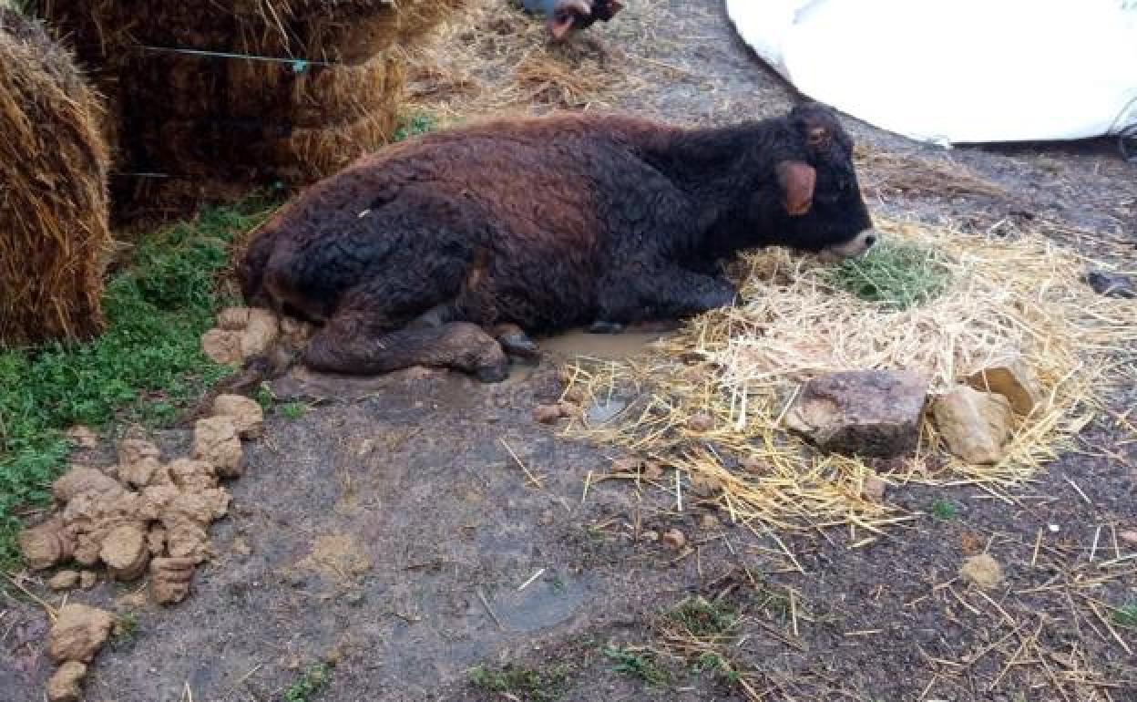 Ternero enfermo encima de un charco y junto a sus heces. 