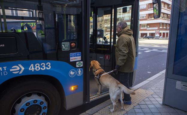 Imagen principal - Así se forma a un perro guía