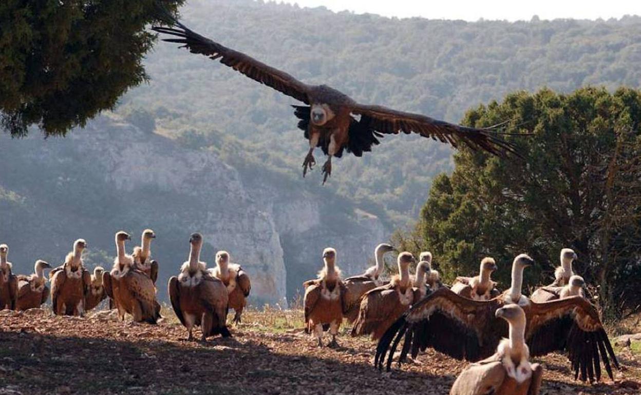 Buitres del Refugio. 