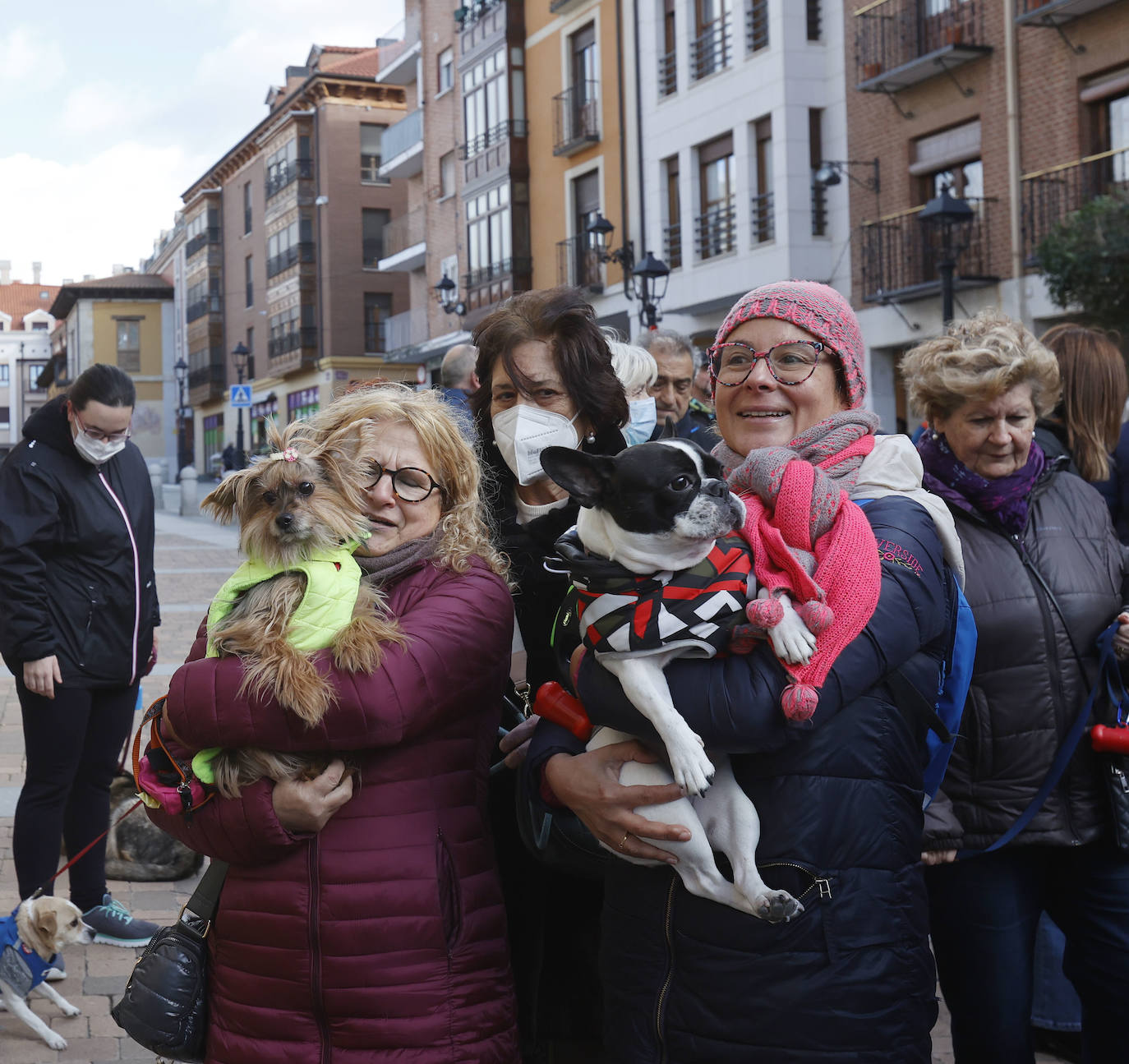 Fotos: Bendición de animales en Palencia