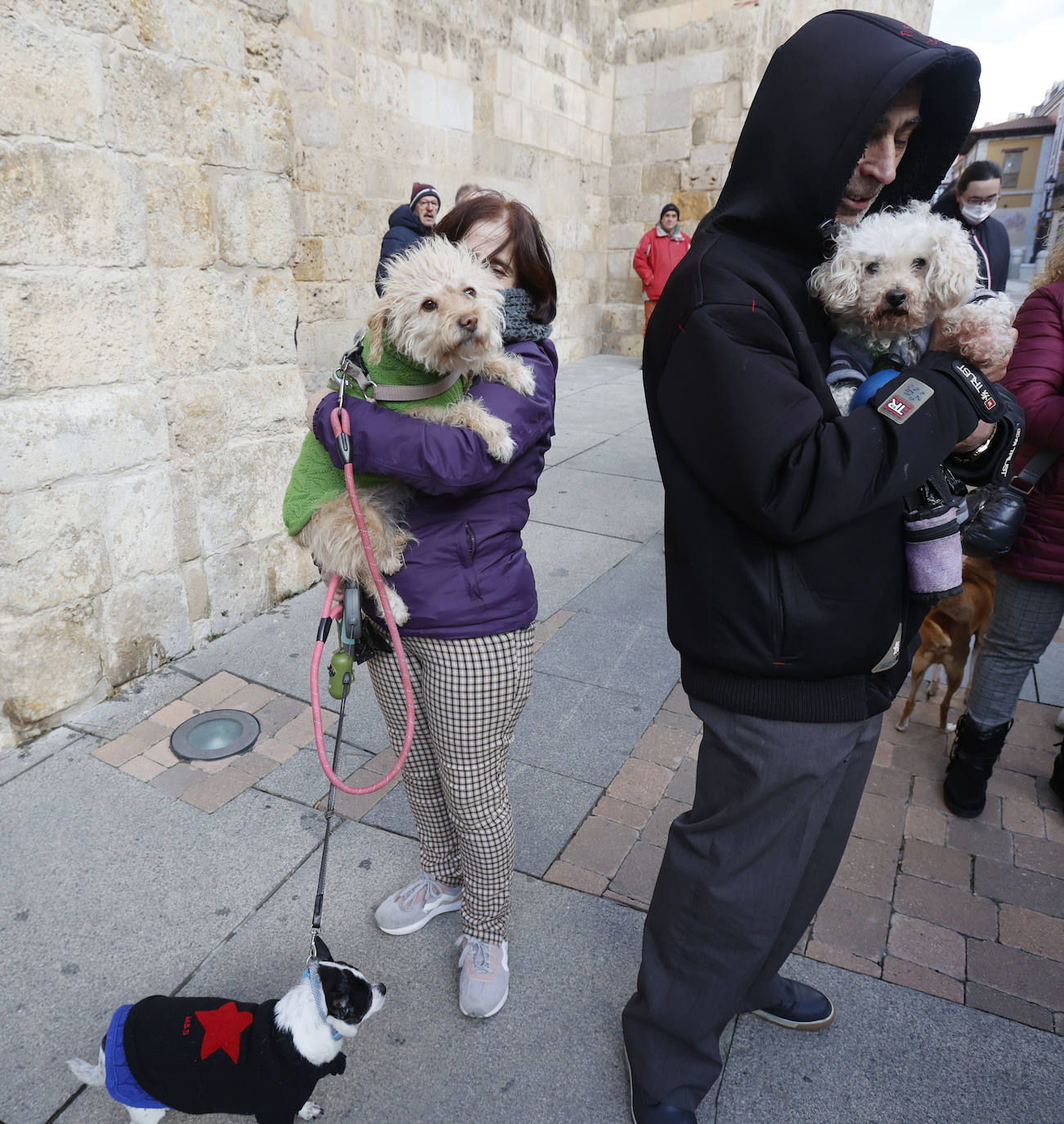 Fotos: Bendición de animales en Palencia