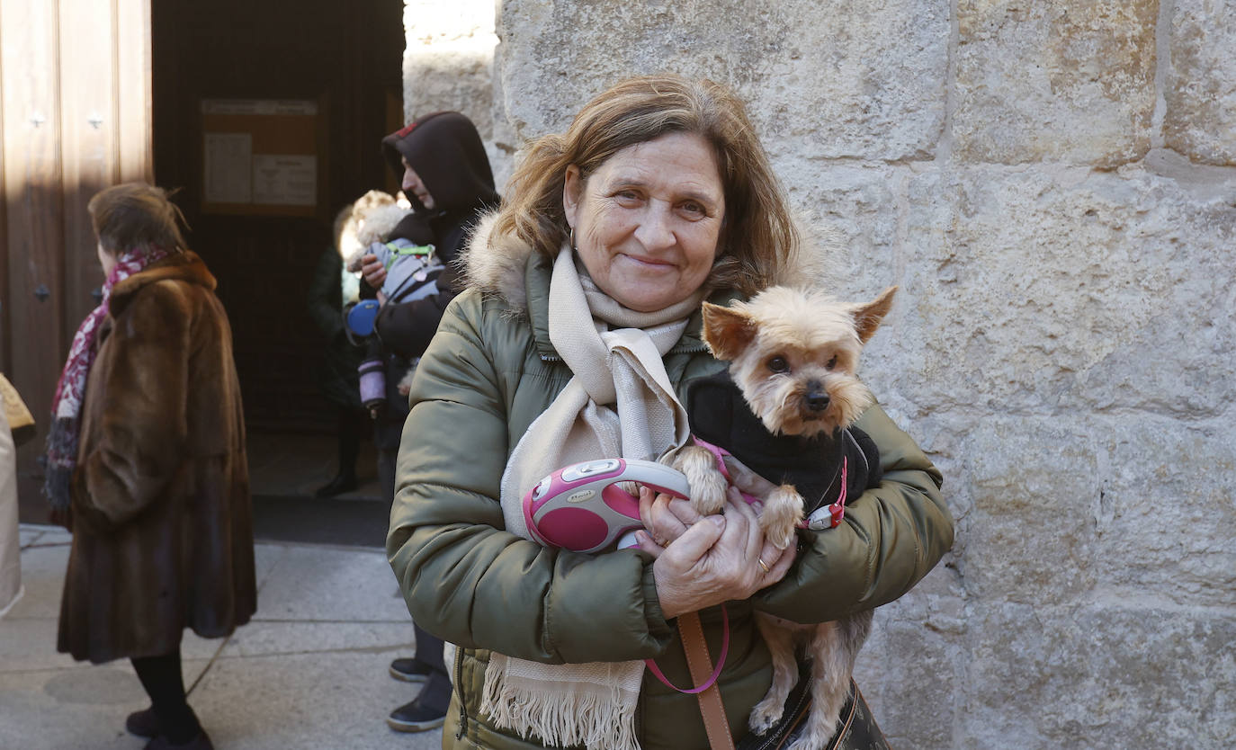 Fotos: Bendición de animales en Palencia