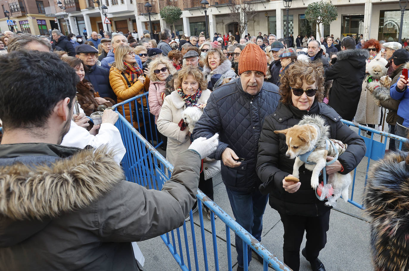 Fotos: Bendición de animales en Palencia