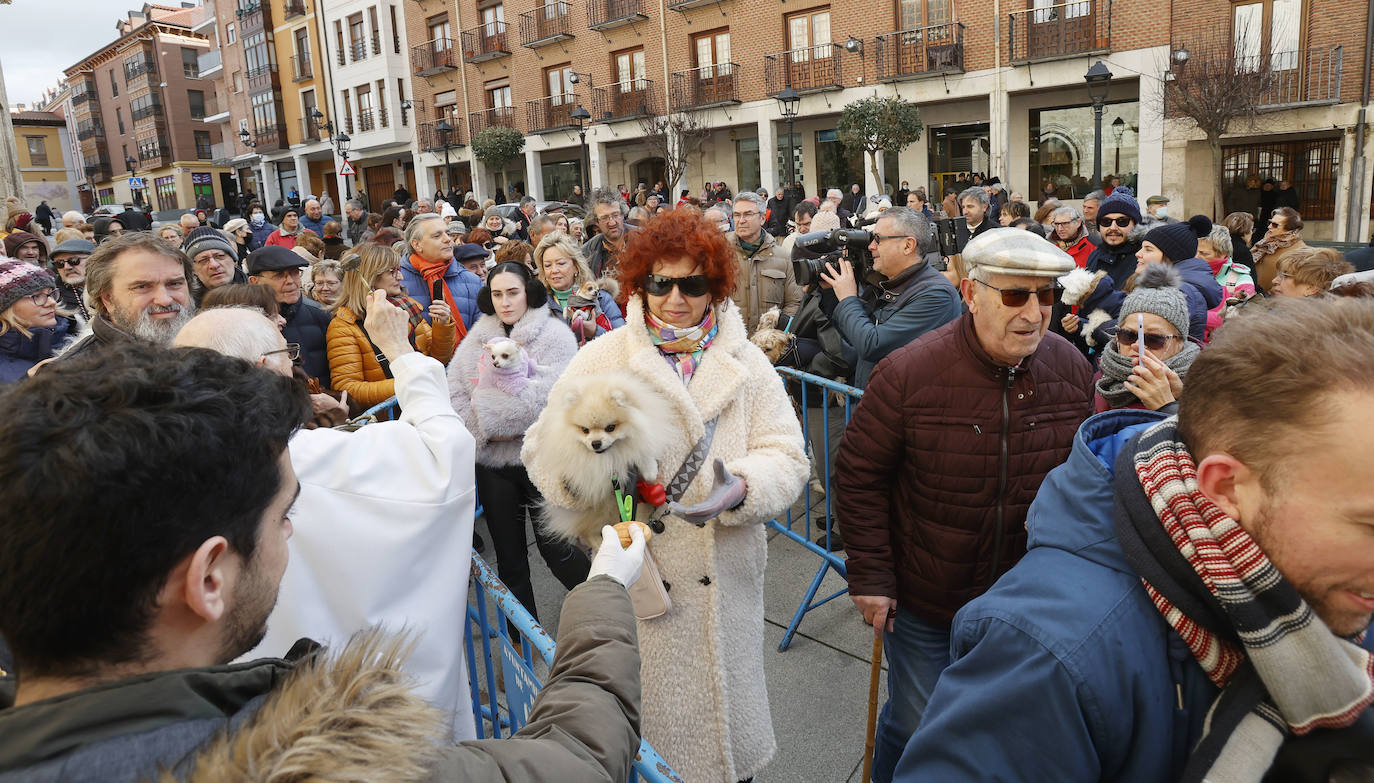 Fotos: Bendición de animales en Palencia