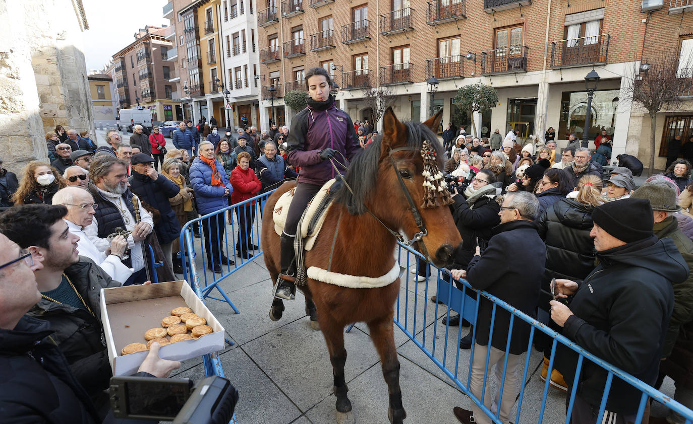 Fotos: Bendición de animales en Palencia