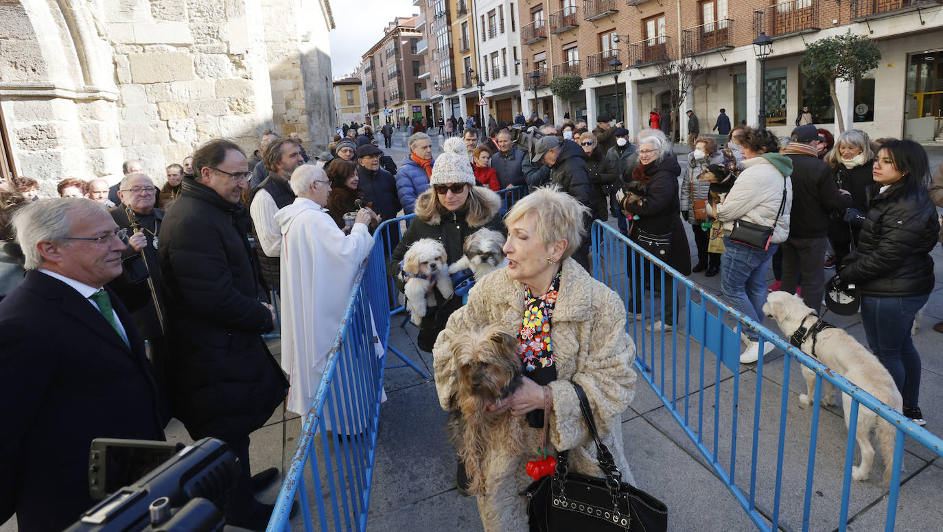 Fotos: Bendición de animales en Palencia