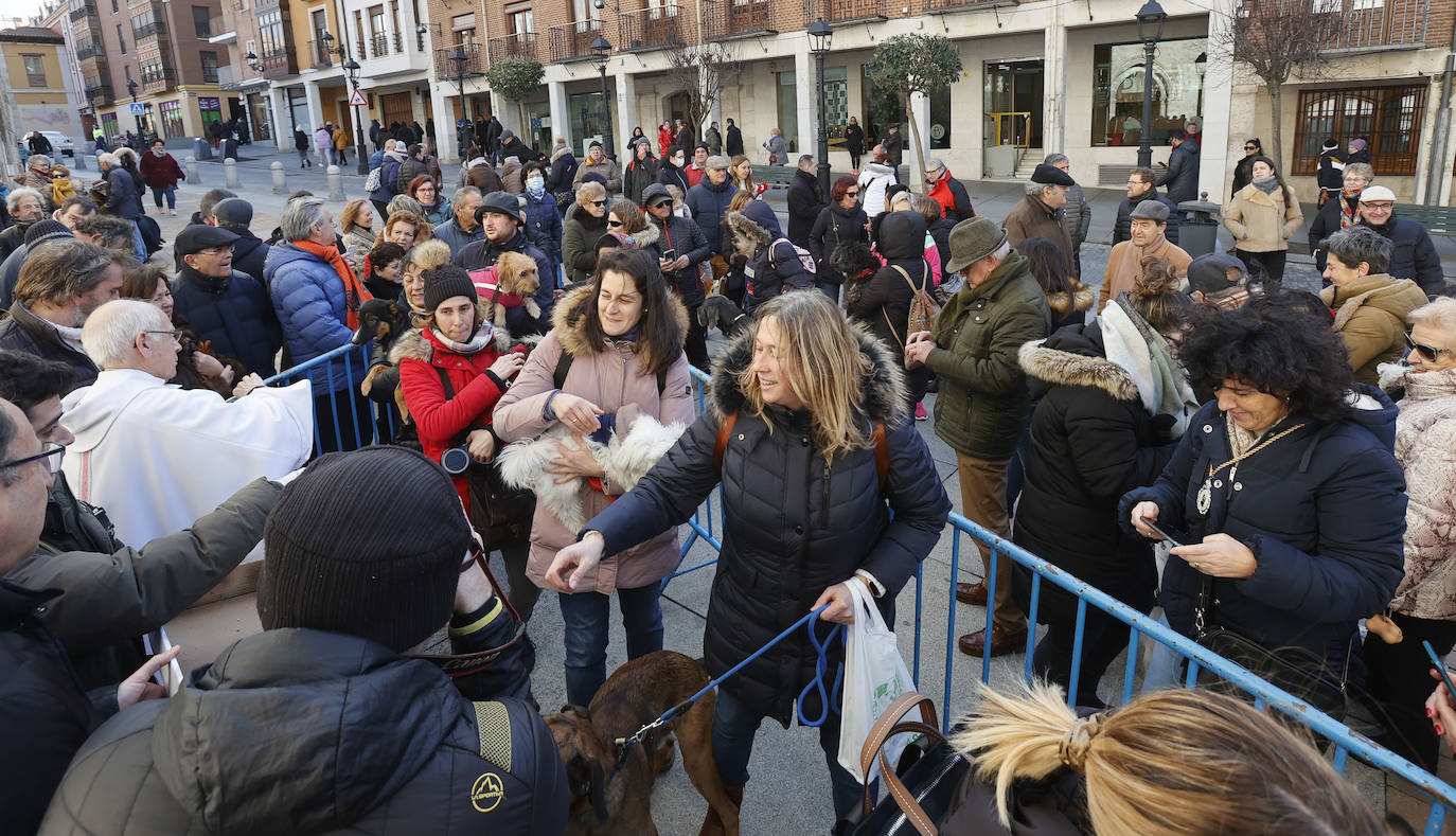 Fotos: Bendición de animales en Palencia