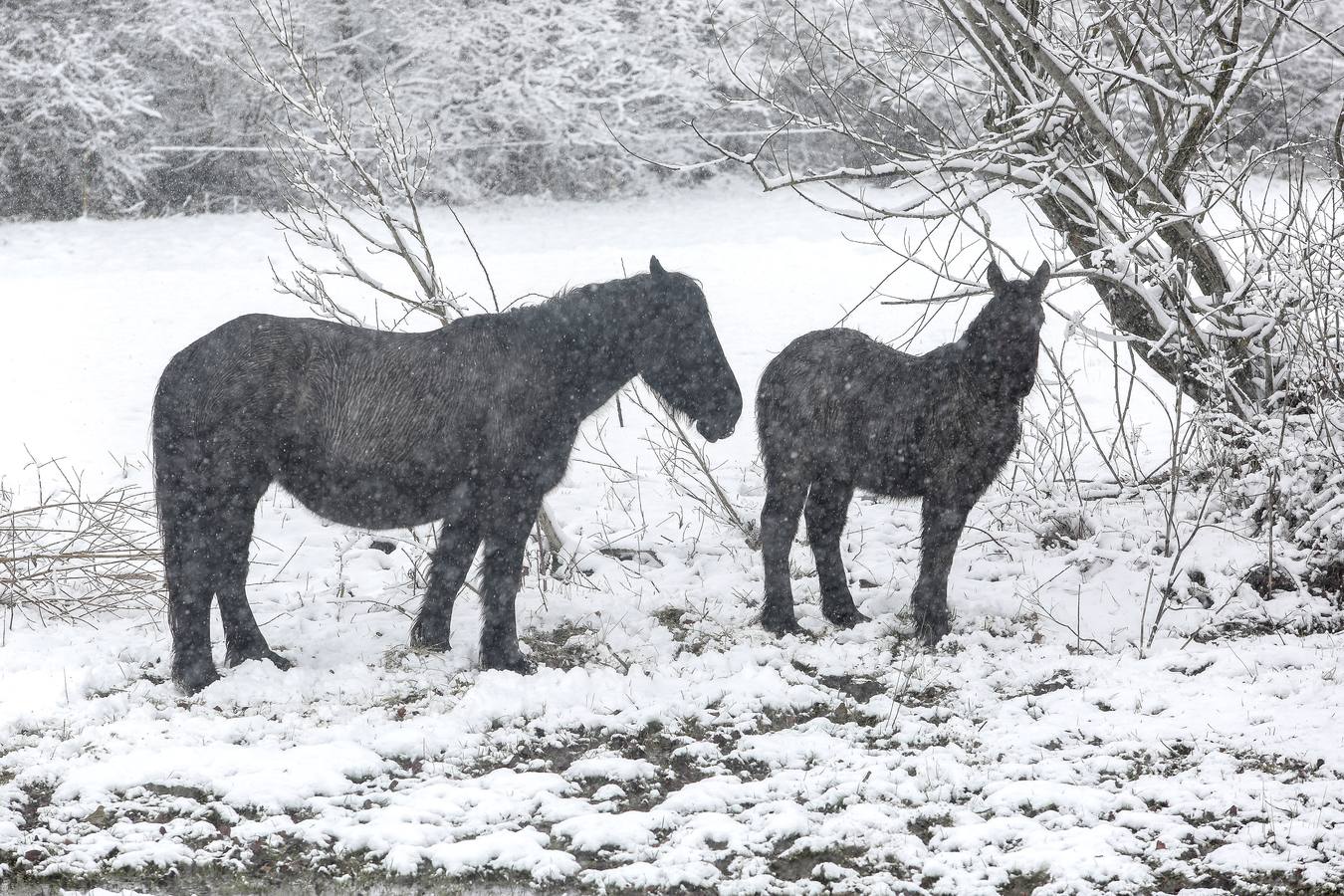 Nieve en Villamanín (León)