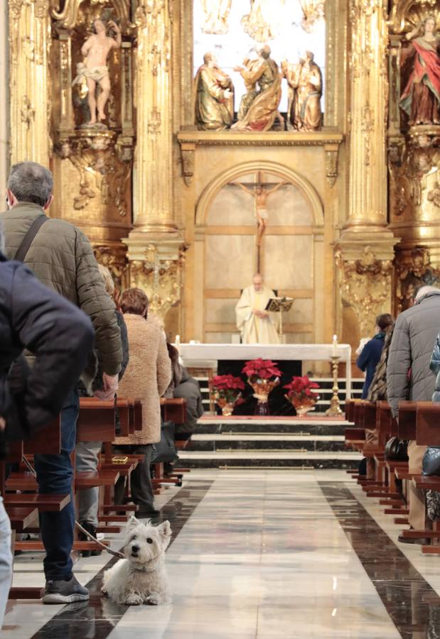 Fotos: Bendición de animales por San Antón en Valladolid