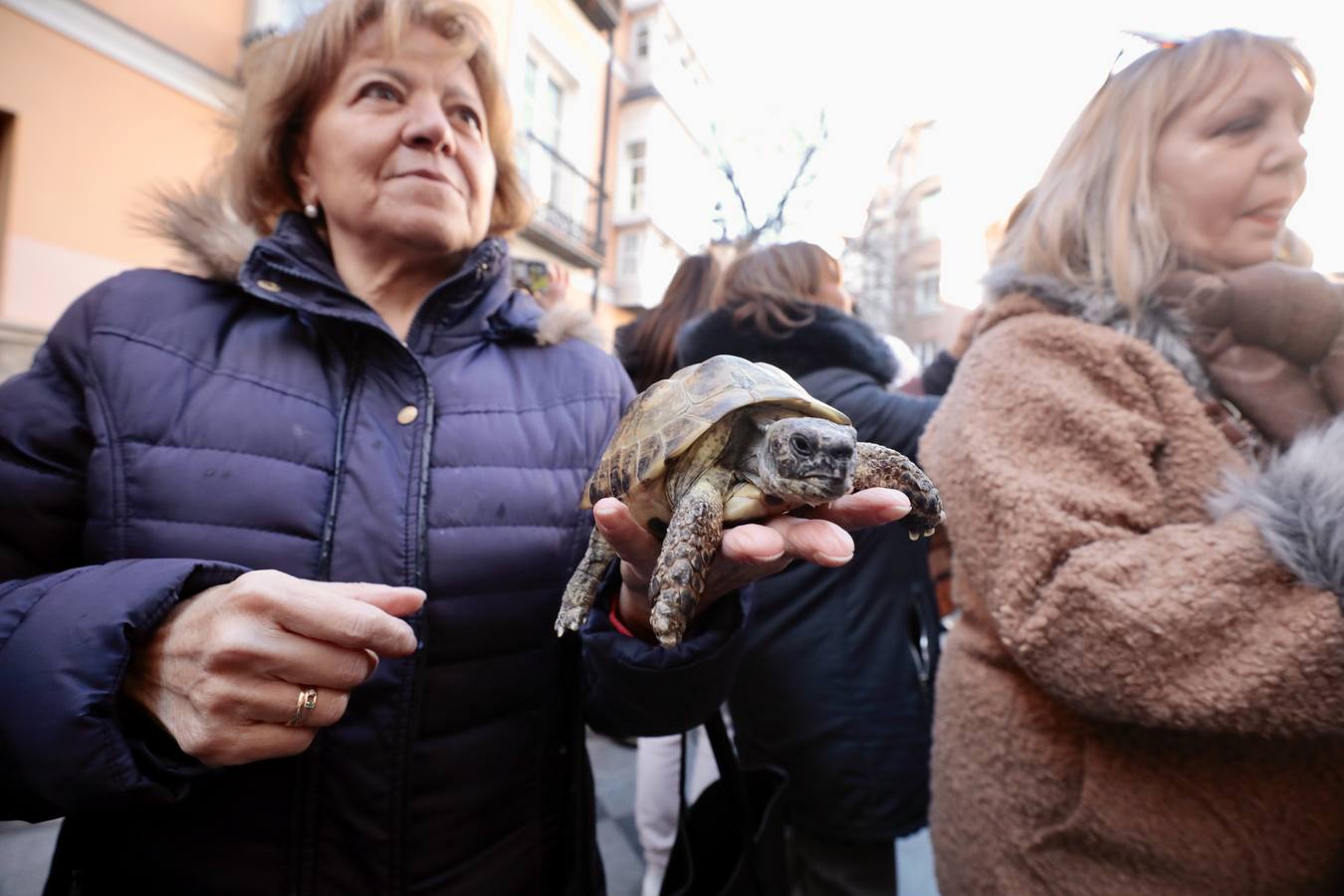 Fotos: Bendición de animales por San Antón en Valladolid
