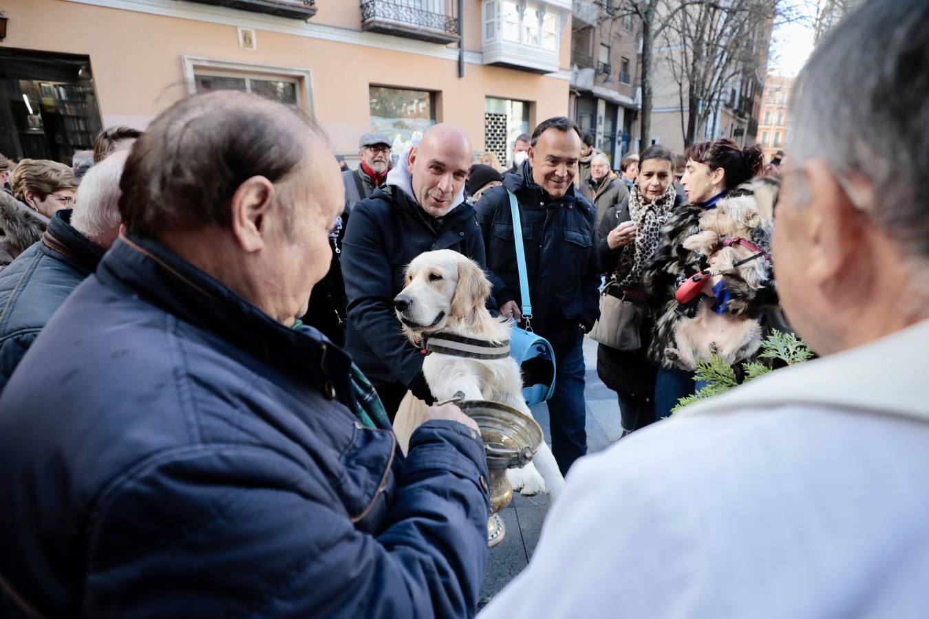 Fotos: Bendición de animales por San Antón en Valladolid