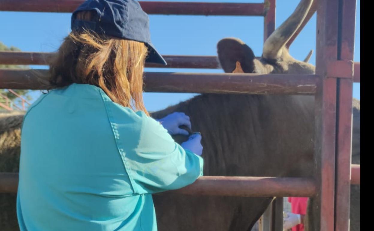 Una veterinaria realiza una prueba durante un saneamiento ganadero en la provincia de Salamanca. 