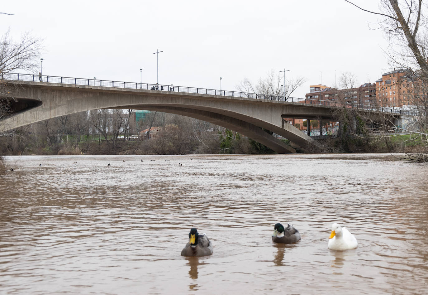 Fotos: El Pisuerga alcanza su caudal pico del año a su paso por Valladolid