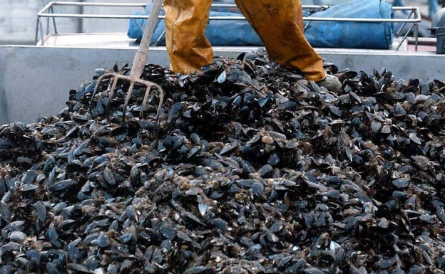 Las conchas descartadas de la industria del mejillón ya sirven para abonar los campos.