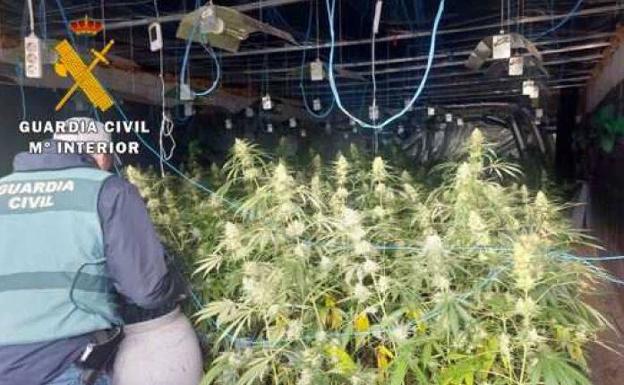 Desmantelan una nave con más de mil plantas de marihuana