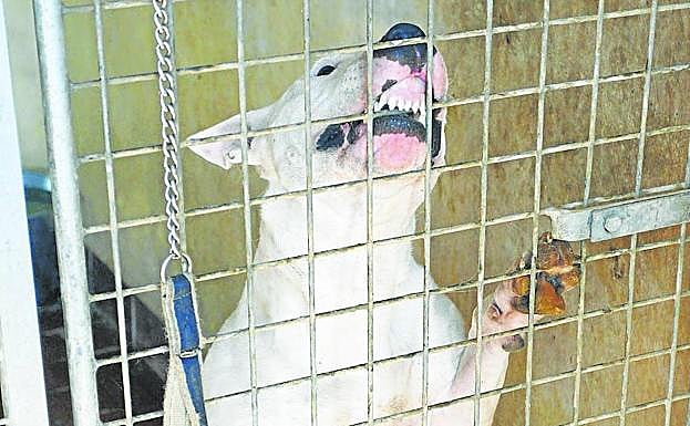 El censo de perros potencialmente peligrosos tiene registrados 80 animales en la ciudad