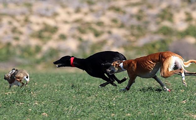 Una galga de Valladolid y otra de Zamora, en la fase final del campeonato nacional