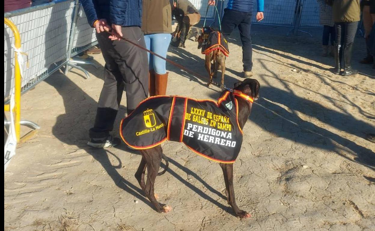 Las galgas de Valladolid y Zamora que compiten en el Nacional ya tienen rivales