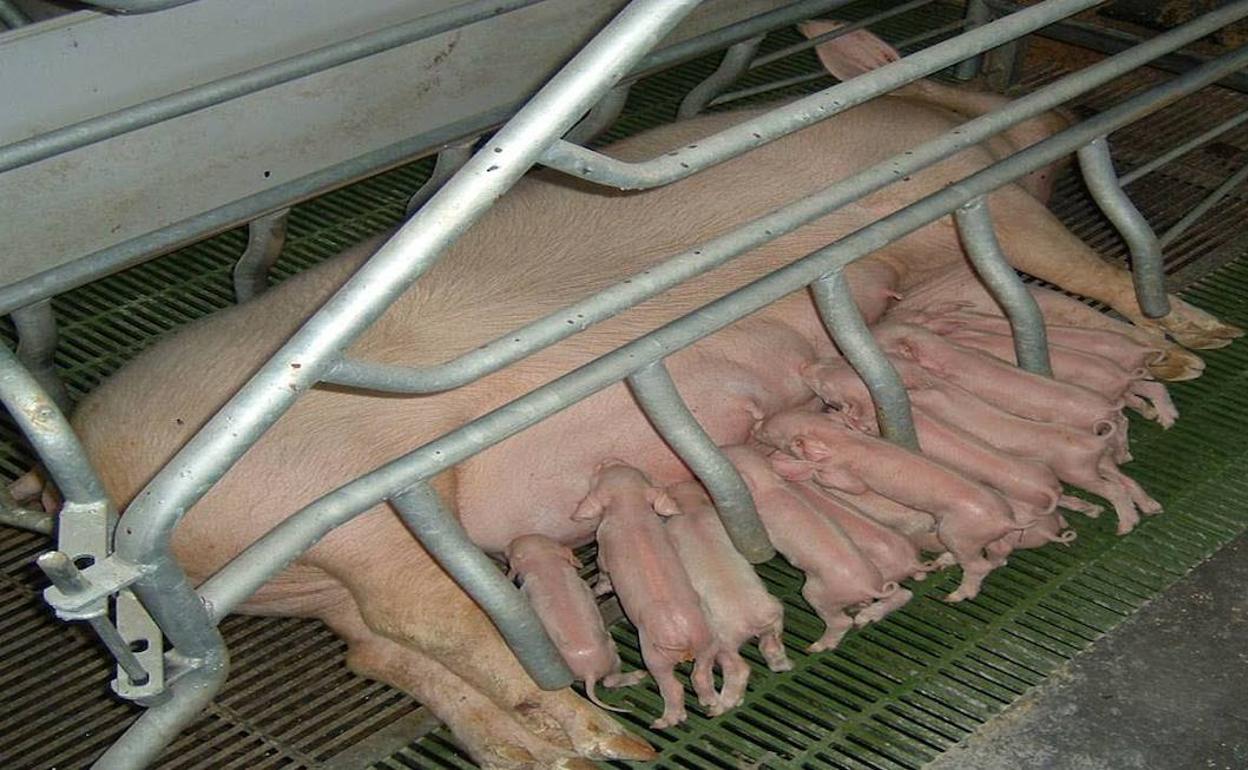 Una cerda amamanta a sus lechones. 