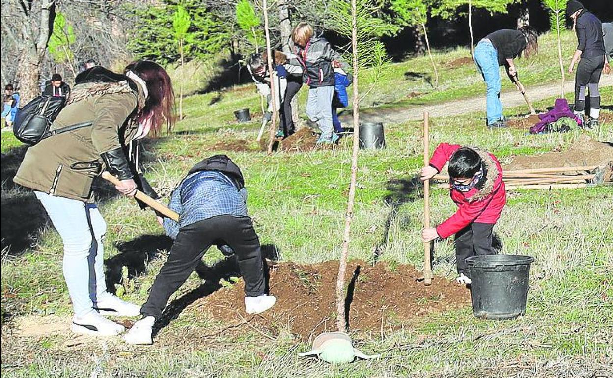 Un momento de la plantación, ayer. 