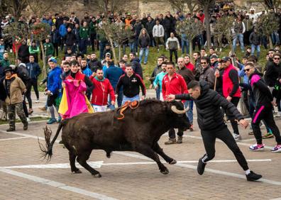 Imagen secundaria 1 - Dos heridos, uno por asta de toro, en el primer encierro del Carnaval de Ciudad Rodrigo