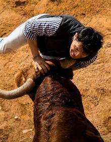 Imagen secundaria 2 - Salamanca: Herido un joven de Cuéllar en el multitudinario encierro a caballo de Ciudad Rodrigo